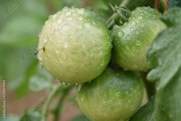 Obraz 青いトマト