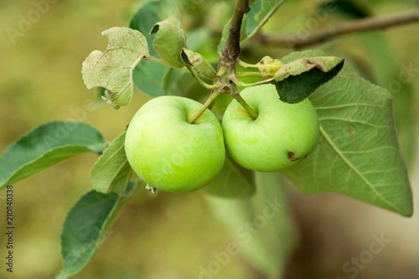 Obraz Green apples on branch