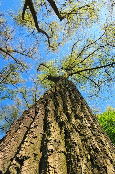 Fototapeta Tree tops in a forest over beautiful blue sky. Spring sunny day. Selective focus with wide angle lens