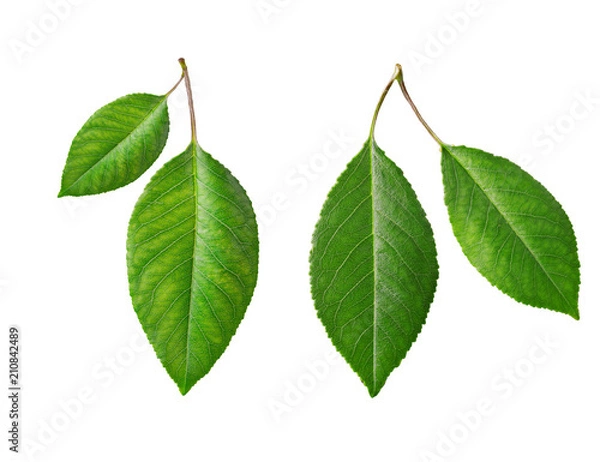 Obraz Cherry leaves, cherry leaf on a branch on a white background. Cherry leaf isolated