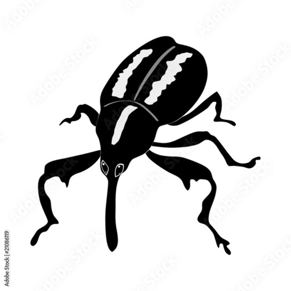 Fototapeta boll weevil