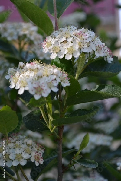 Obraz Aronia, blühende Apfelbeere