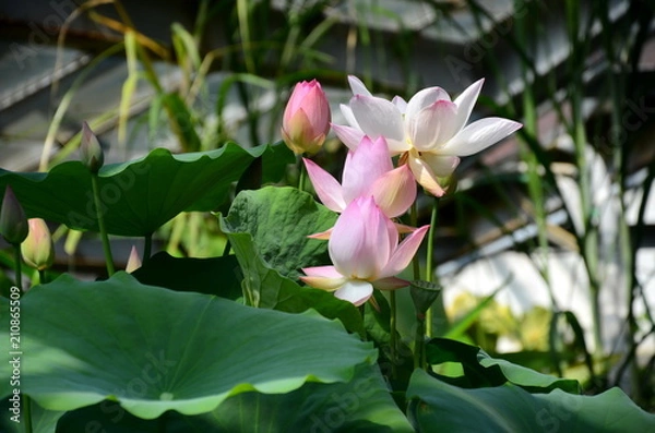 Fototapeta Лотос - удивительный цветок 