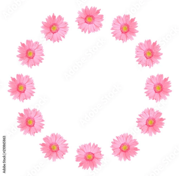 Fototapeta Pink gerbera daisy flower isolated on a white background