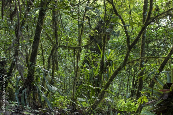 Obraz Lush temperate rainforest hosting tropical plants, trees, mosses, and bromelieads