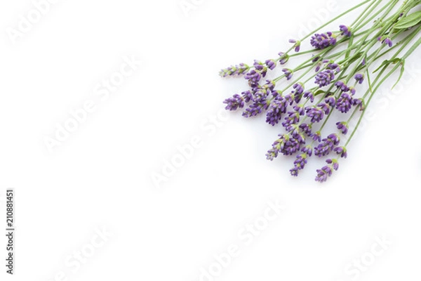 Obraz Lavender flowers on a white background