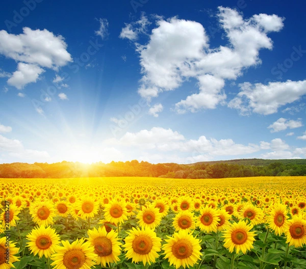 Obraz field of sunflowers