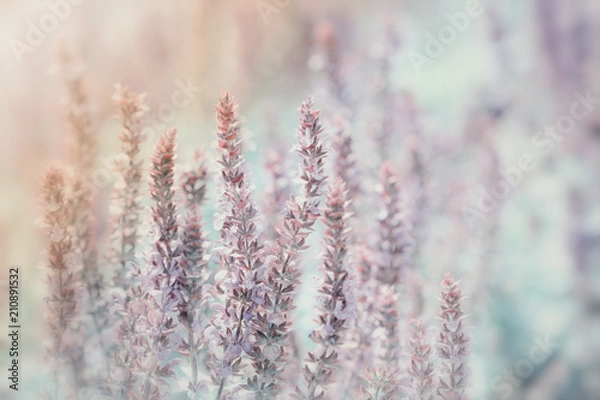 Fototapeta Meadow flowers in pastel colors