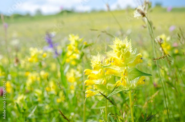Obraz Yellow Rattle (Rhinanthus minor) wild flower on a sunny summer day on a beautiful fresh green pasture