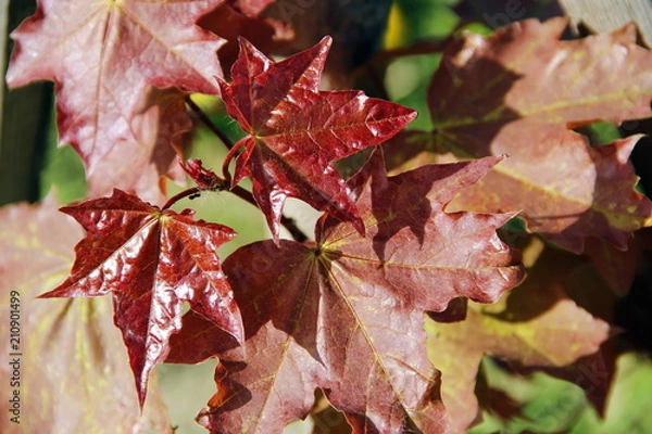Obraz Red Maple leaves, close-up.