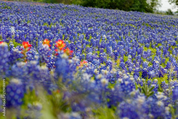 Fototapeta Texas Bluebonnets
