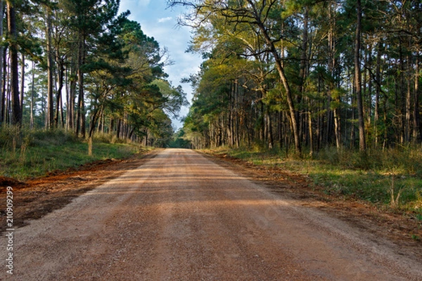 Fototapeta Beautiful Forest Road