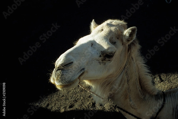 Fototapeta tête de dromadaire au sahara