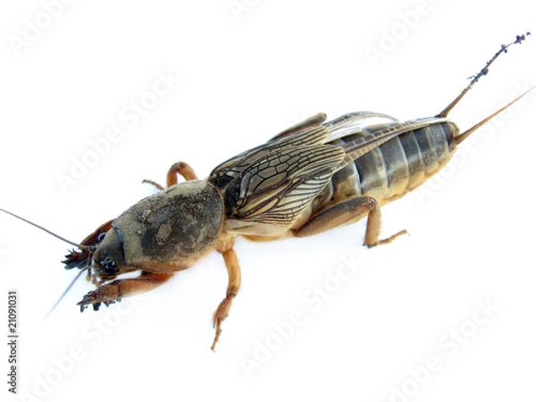 Obraz mole cricket (Grillotalpa)