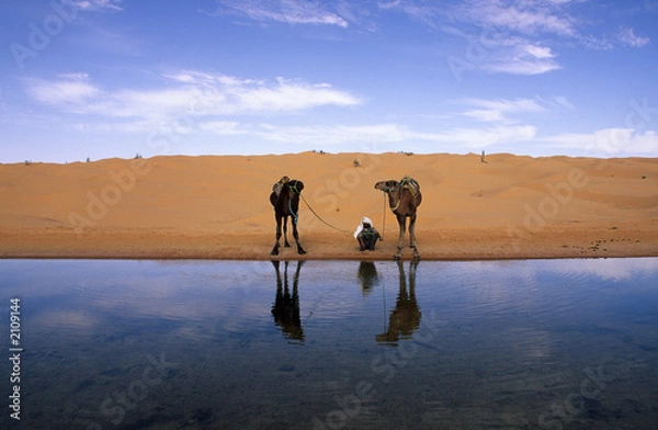 Obraz poganiacz wielbłądów i dromadery nad wodą