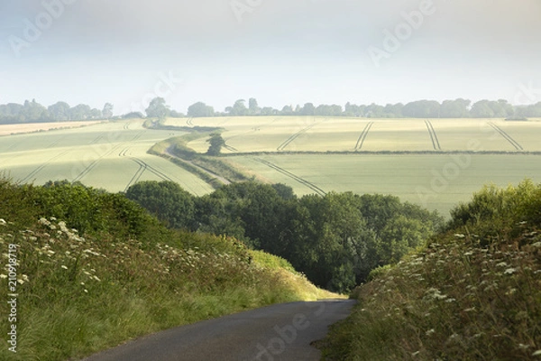 Fototapeta Tractor Lines / The country road to Glaston, Rutland. An image showing tractor lines in the maturing crops with the village of Glaston disappearing into the morning mist.