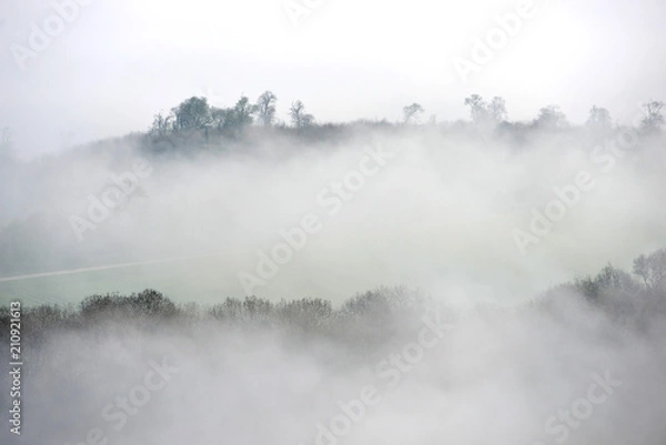 Fototapeta misty trees
