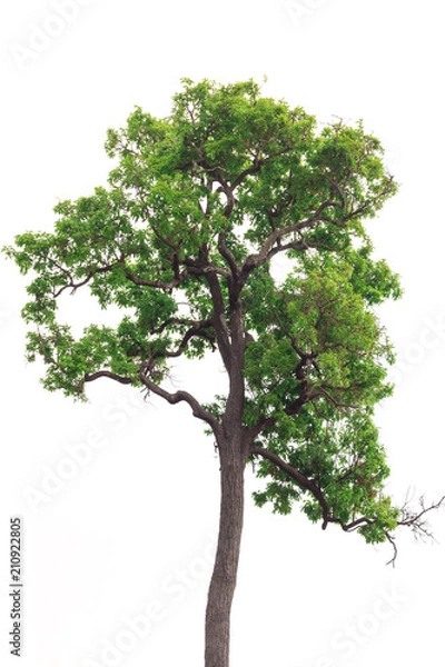 Fototapeta tree on white background