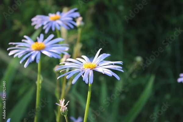 Obraz blue flower in the field