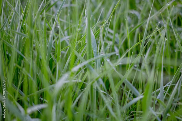 Obraz Grass in the dew early foggy morning
