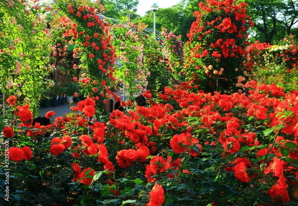 Fototapeta 花巻温泉　バラ園