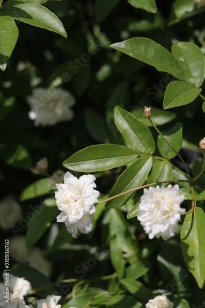 Obraz モッコウバラ