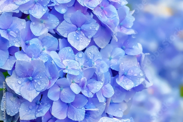 Obraz 雨上がりの紫陽花　Hydrangea