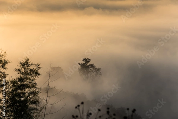 Obraz Fog above the forest in minimalist photography