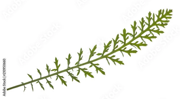 Fototapeta Isolated composite leaf on white background