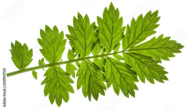 Fototapeta Isolated composite leaf on white background