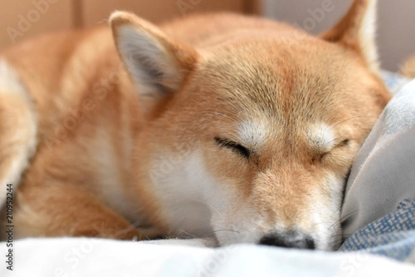 Fototapeta 柴犬・昼寝