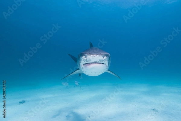 Fototapeta Tiger shark looking angry and showing sharp teeth rows in blue water