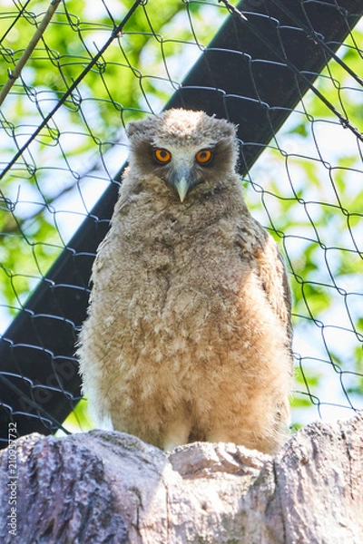 Obraz シマフクロウの雛