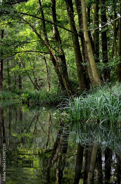 Fototapeta Spreewald
