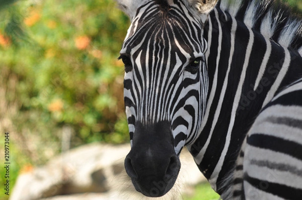 Fototapeta Zebra Gazing into Camera with Attractive Bokeh Background