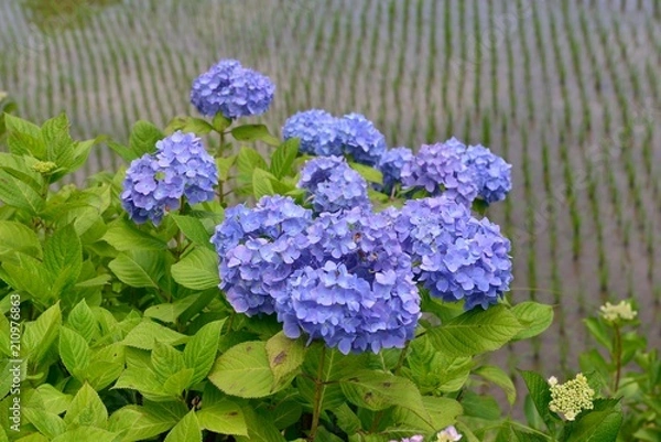 Fototapeta 豊前のアジサイ