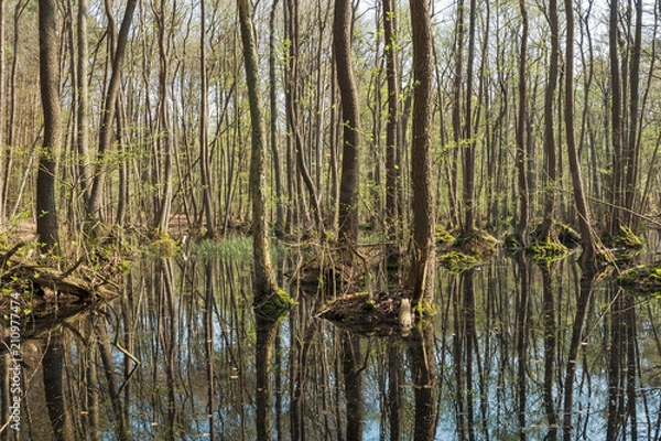 Obraz Erlenwald im Frühling