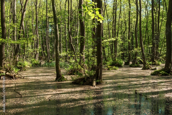 Obraz Erlenwald im Frühling