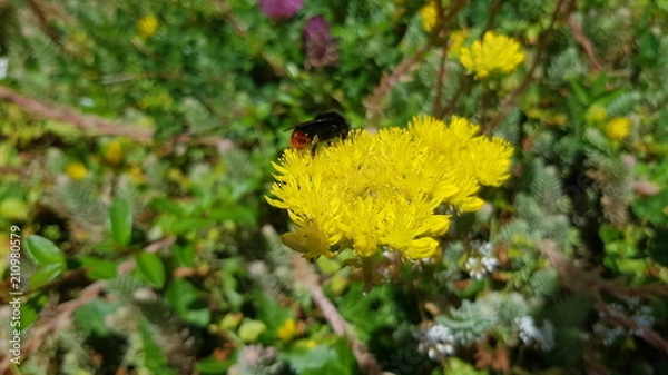 Obraz Gelbe Steinpflanze mit Hummel