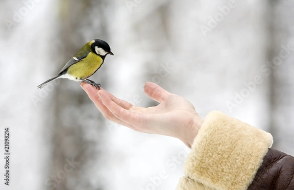 Obraz The first snow