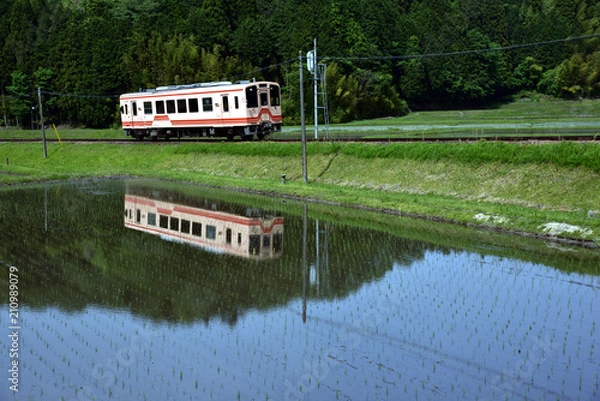 Fototapeta 田植えの終わった水田の横を走る明知鉄道