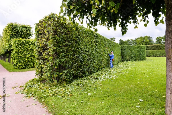 Fototapeta Man is cutting trees in the park. Professional gardener in a uniform cuts bushes with clippers. Pruning garden, hedge. Worker trimming and landscaping green bushes. Hard work in the garden. Clipper.