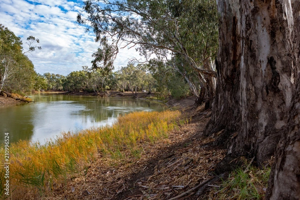 Fototapeta The redgum trees on the banks of the River Murray in Tooleybuc New South Wales Australia on the 11th June 2018
