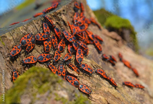 Obraz Pyrrhocoris apterus bugs