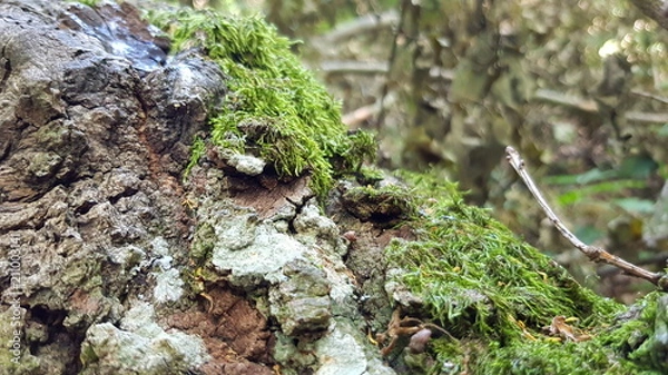 Obraz Baumrinde mit Moos