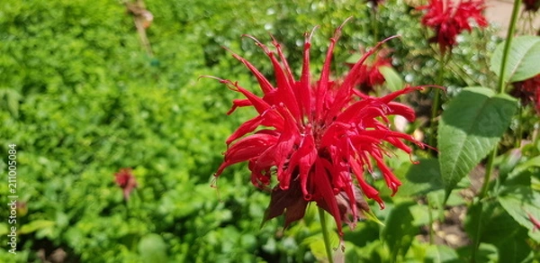 Obraz Rote große blüte