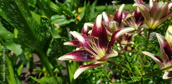 Obraz blüte rot weiß