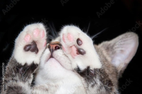 Obraz Nose and paws of a cat on a black background