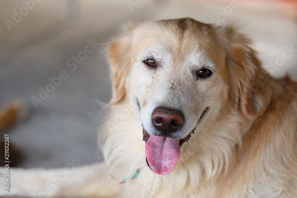Fototapeta Dog rest after playing.