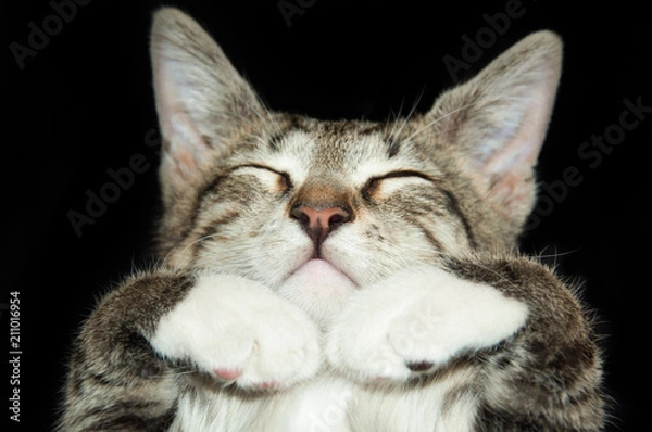 Obraz sleeping cute cat on a black background, paws